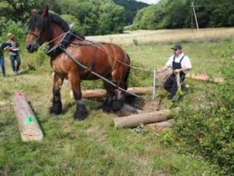 Parlotte : Histoire du cheval de trait en pays de Caux